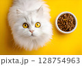 White persian cat looking at food on yellow background 128754963