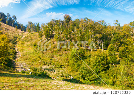 deciduous forest on the hill in autumn. carpathian mountain landscape on a sunny day in september. primeval beech woods of ukraine. path uphill the grassy hillside 128755329