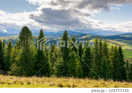 forested carpathian mountains in september. fresh, bright weather. wonderful countryside landscape of ukraine with rolling hills on a sunny day. spruce trees on the grassy hillside under cloudy sky forested carpathian mountains in september. fresh, bright weather. wonderful countryside landscape of ukraine with rolling hills on a sunny day. spruce trees on the grassy hillside under cloudy sky 128755330