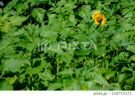 ひまわり畑のかくれんぼ 128755371