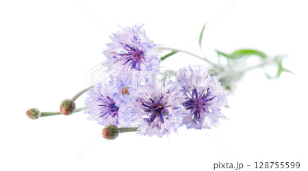 Blue Cornflower isolated on white background. Centaurea cyanus or bachelor's button flowers. Blue Cornflower isolated on white background. Centaurea cyanus or bachelor's button flowers. 128755599