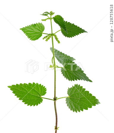 Nettle plant isolated on white background. Green common nettle, burn nettle, stinging nettle or Urtica dioica. Medicinal and culinary herb. Clipping path. 128755618