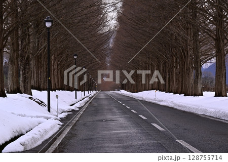 雪景色のメタセコイヤ並木 128755714