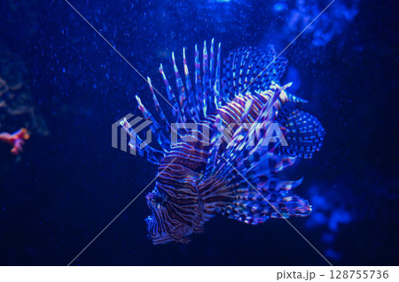 幻想的に泳ぐミノカサゴ – 美しい水中世界 128755736