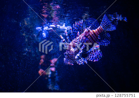 幻想的に泳ぐミノカサゴ – 美しい水中世界 128755751