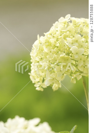 ふんわり白い紫陽花　グリーン背景　アップ 128755888