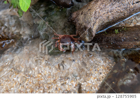 沢蟹 128755905