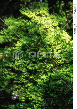 新緑の出流原弁天池 128756054