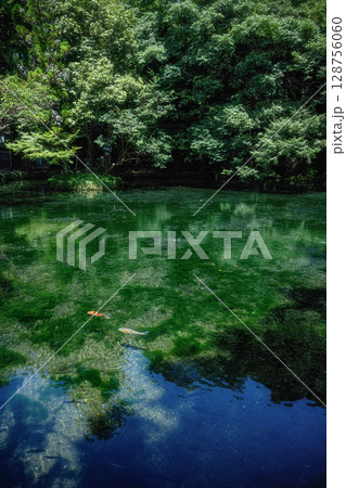 新緑の出流原弁天池 新緑の出流原弁天池 128756060