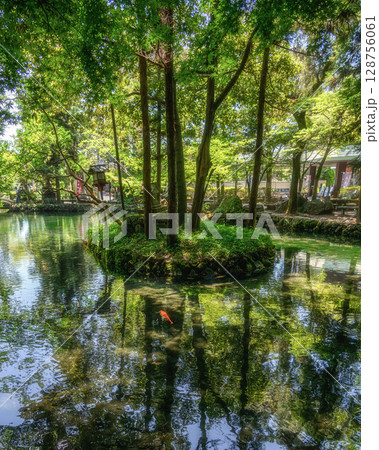 新緑の出流原弁天池 新緑の出流原弁天池 128756061