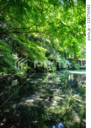 新緑の出流原弁天池 128756062