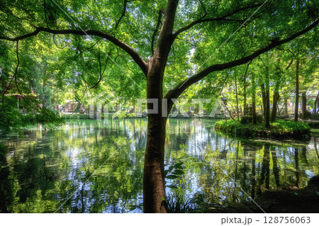 新緑の出流原弁天池 128756063