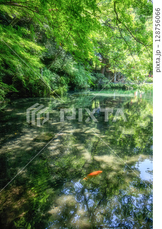 新緑の出流原弁天池 128756066