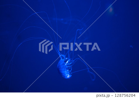 幻想的に漂うクラゲたちの世界 幻想的に漂うクラゲたちの世界 128756204