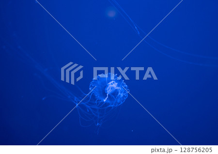 幻想的に漂うクラゲたちの世界 128756205