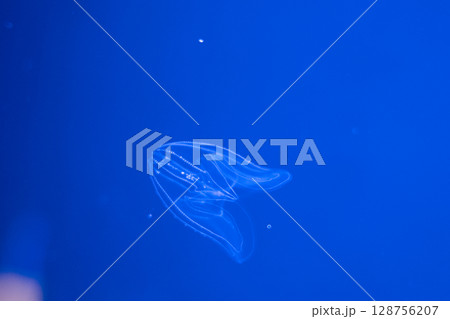 幻想的に漂うクラゲたちの世界 128756207