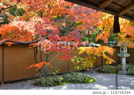 鎌倉 一条恵観山荘の美しい紅葉(神奈川県鎌倉市) 鎌倉 一条恵観山荘の美しい紅葉(神奈川県鎌倉市) 128756384