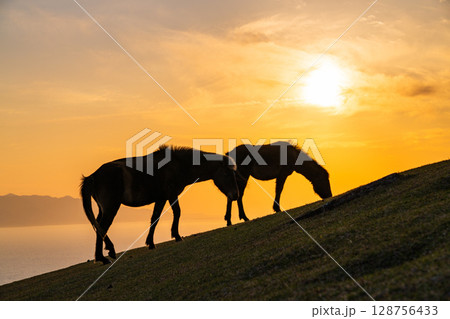 《宮崎県》馬のいる夕暮れの都井岬 128756433