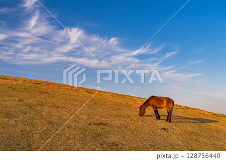 《宮崎県》馬のいる夕暮れの都井岬 128756440
