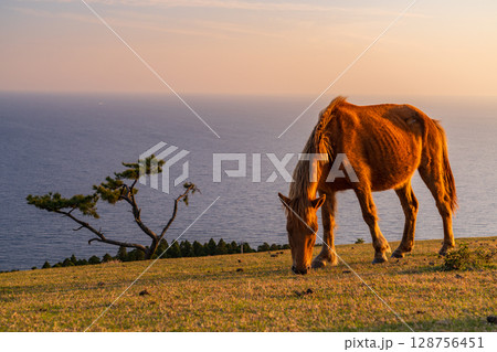 《宮崎県》馬のいる夕暮れの都井岬 《宮崎県》馬のいる夕暮れの都井岬 128756451