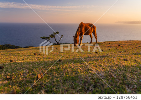 《宮崎県》馬のいる夕暮れの都井岬 《宮崎県》馬のいる夕暮れの都井岬 128756453