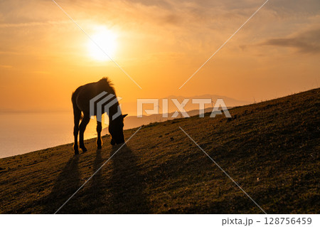 《宮崎県》馬のいる夕暮れの都井岬 《宮崎県》馬のいる夕暮れの都井岬 128756459