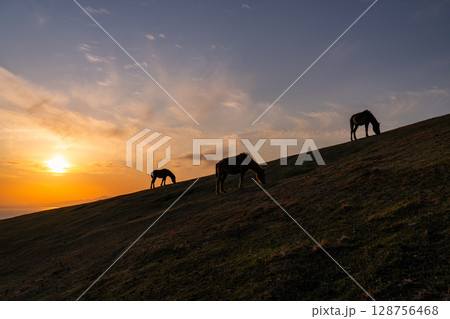 《宮崎県》馬のいる夕暮れの都井岬 128756468