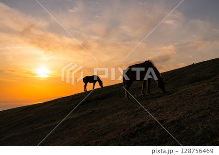 《宮崎県》馬のいる夕暮れの都井岬 《宮崎県》馬のいる夕暮れの都井岬 128756469