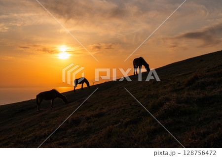 《宮崎県》馬のいる夕暮れの都井岬 《宮崎県》馬のいる夕暮れの都井岬 128756472