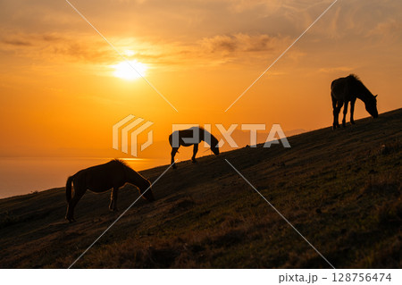 《宮崎県》馬のいる夕暮れの都井岬 《宮崎県》馬のいる夕暮れの都井岬 128756474