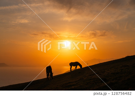《宮崎県》馬のいる夕暮れの都井岬 128756482