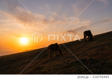 《宮崎県》馬のいる夕暮れの都井岬 128756485
