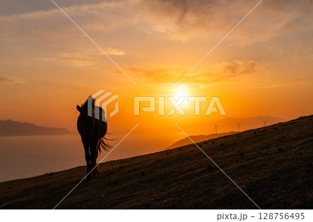 《宮崎県》馬のいる夕暮れの都井岬 128756495