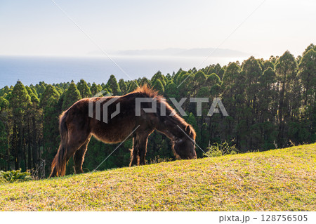 《宮崎県》馬のいる夕暮れの都井岬 128756505