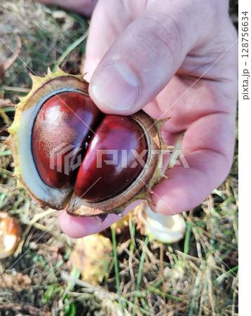 Chestnut in shell close-up view . Harvesting and disposal of chestnut fruits 128756634