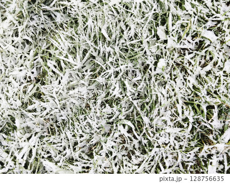 Green Grass in Snow Close-up Background Green White Winter Suddenly First Snow 128756635