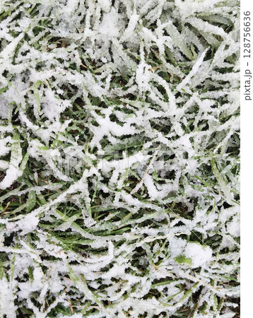 The first snow on the green grass. Sudden Arrival of Winter Close-Up Vertical Photo 128756636