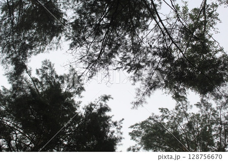 The gap between the branches of trees in the forest, park, view from below. The paradox of tree shyness The gap between the branches of trees in the forest, park, view from below. The paradox of tree shyness 128756670