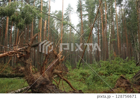fallen trees broken in the forest. Aftermath of the storm 128756671