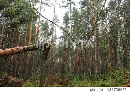 Broken pine trees in the forest. Damage to wood Broken pine trees in the forest. Damage to wood 128756673