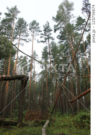 A broken tree in the forest in the summer season. Timber Harvesting Season 128756674