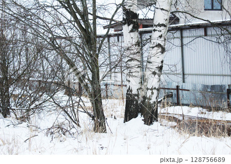 Birch and bushes in the snow against the background of the building. Winter in the city 128756689