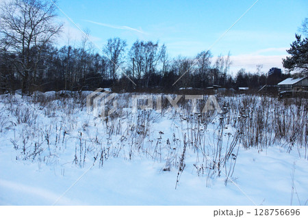 Dry plants stick out from under the snow. How plants hibernate 128756696
