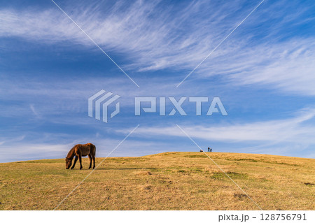 《宮崎県》馬のいる夕暮れの都井岬 128756791