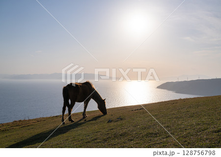 《宮崎県》馬のいる夕暮れの都井岬 128756798