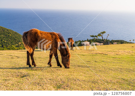 《宮崎県》馬のいる夕暮れの都井岬 《宮崎県》馬のいる夕暮れの都井岬 128756807