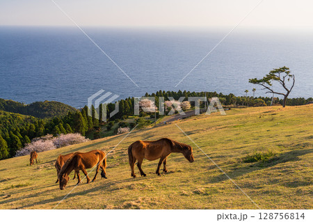 《宮崎県》馬のいる夕暮れの都井岬 128756814