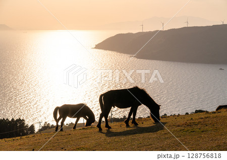 《宮崎県》馬のいる夕暮れの都井岬 128756818