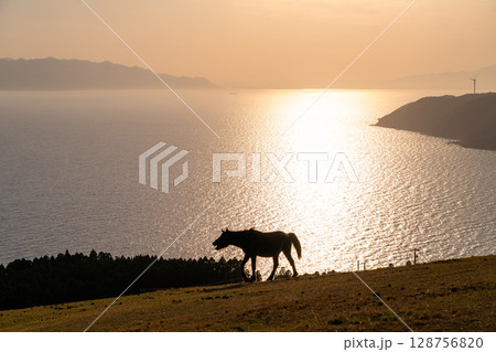 《宮崎県》馬のいる夕暮れの都井岬 《宮崎県》馬のいる夕暮れの都井岬 128756820