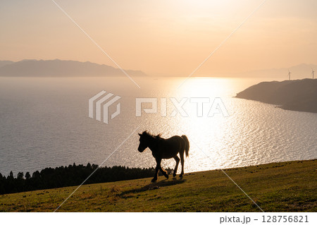 《宮崎県》馬のいる夕暮れの都井岬 《宮崎県》馬のいる夕暮れの都井岬 128756821